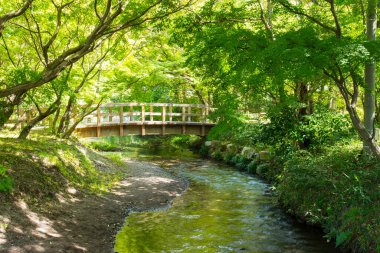 Yeşil ormandaki küçük nehrin üzerindeki tahta köprü.
