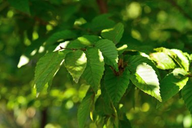 Yeşil ağaçlar güneş ışığında dallanır, doğa arka planında 
