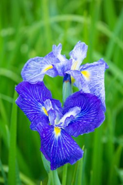 Mor Japonca Iris çiçekleri yakın çekim