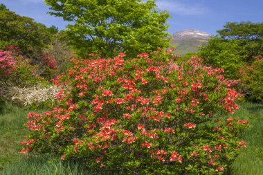 Bahçedeki güzel çiçekler