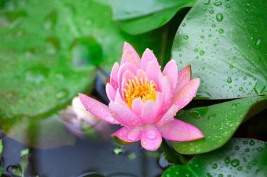 gölet pembe lotus çiçek yakın