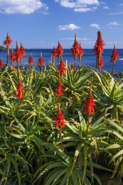 Denizde yetişen güzel çiçekler 