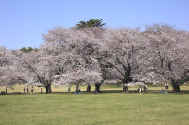 Japonya 'da kiraz çiçekleri, Tokyo