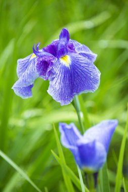 Mor Japonca Iris çiçekleri yakın çekim