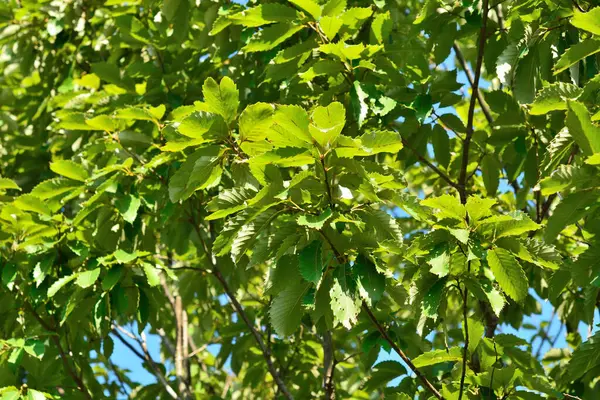Zelené Stromy Větve Slunci Přírodní Pozadí — Stock fotografie