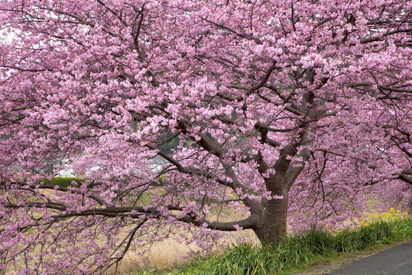 sakura cherry blossom in japan