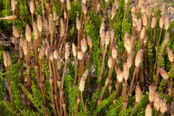 stock image pine tree with cones in the garden