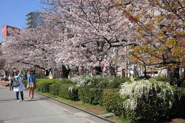 Sakura Cherry Blossom Blooming Sumida Park — Stock Photo, Image