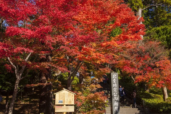 Güzel sonbahar yaprakları, Japonya 'da sonbahar bitkisi