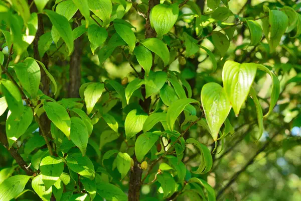 Πράσινα Κλαδιά Δέντρων Στο Φως Του Ήλιου Φόντο Της Φύσης — Φωτογραφία Αρχείου