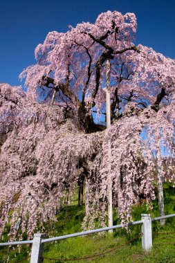 Tokyo Japonya 'da kiraz çiçeği.