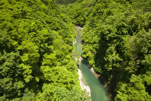 緑豊かな森を流れる川 — ストック写真