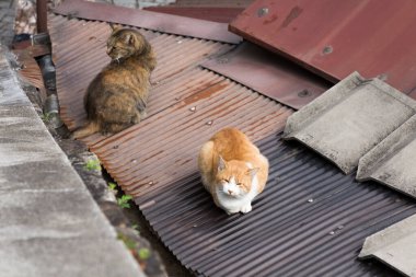 Çatıda oturan iki kedi