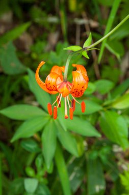 güzel çiçekler, görünümü kapatın