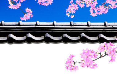 İlkbaharda mavi gökyüzünde kiraz çiçeği açar. 