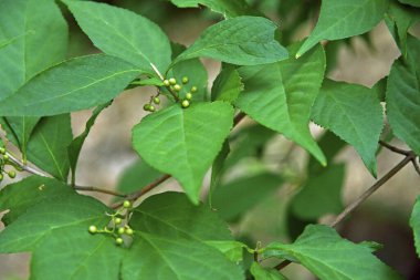 Bahçedeki ağacın çiçekleri.