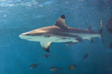 Mavi denizdeki köpekbalığına yaklaş
