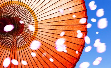 Japon geleneksel kirazlı sakura ve şemsiyesi.