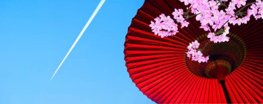 Japon geleneksel kirazlı sakura ve şemsiyesi.