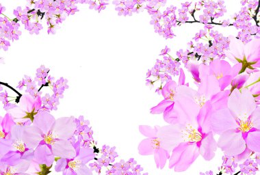 güzel çiçekler, görünümü kapatın