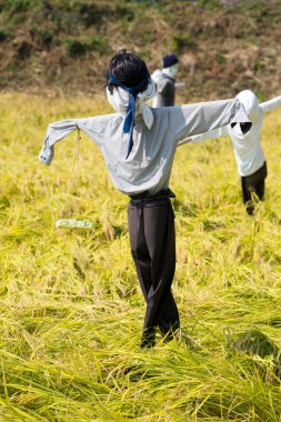 funny Scarecrows in  field in the meadow  in Japan clipart