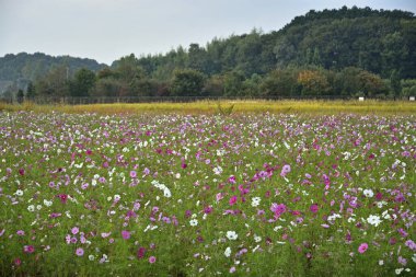 güzel çiçekler, görünümü kapatın