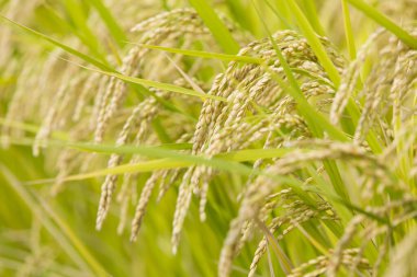 Yeşil tarlada pirinç bitkileri