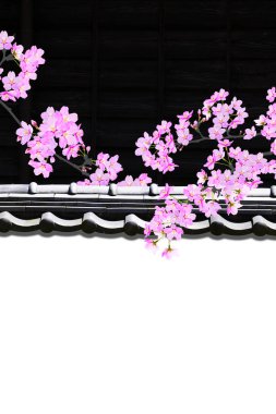 siyah beyaz arkaplan ve sakura çiçeği  