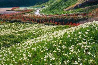 Yeni Zelanda adasının güzel manzarası