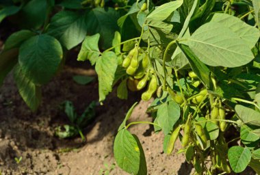 Bahçede büyüyen taze fasulyelerin yakın plan görüntüsü.