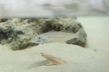 Akvaryumda yüzen güzel deniz balıklarının yakın çekim görüntüsü..        