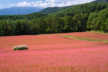 Güzel çiçek tarlaları.