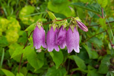 Bahçede mor çiçekler