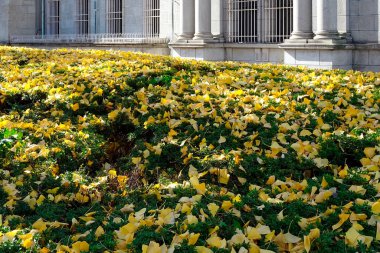 Şehirde sonbahar, çimlerin üzerine düşen sarı yapraklarla