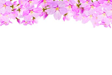 Bahar ağacında güzel pembe sakura çiçekleri