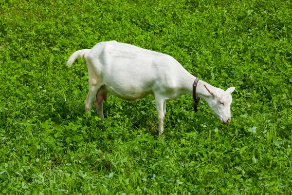 Biała Koza Pasąca Się Łące — Zdjęcie stockowe