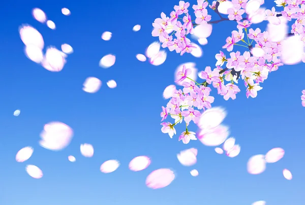 Krásné Růžové Květy Třešní Modrá Obloha Jarní Sezóně — Stock fotografie