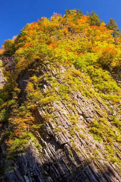 Berg Mit Herbstbäumen Flora Der Herbstsaison — Stockfoto