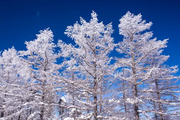 Nieve Invierno Árboles Cubiertos Contra Cielo Azul —  Fotos de Stock