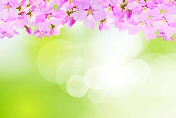 Красивые Розовые Цветы Сакуры Весеннем Дереве — стоковое фото