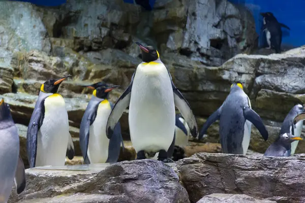 Grupo Pingüinos Zoológico —  Fotos de Stock