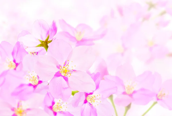 beautiful pink flowers background