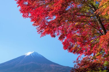 Sonbahar Fuji Dağı ve kırmızı akçaağaç yaprakları