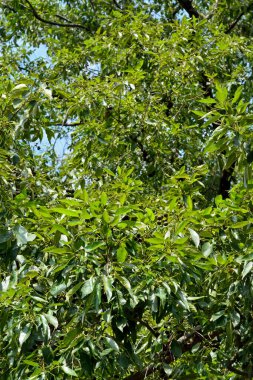 Ağaç yaprakları arka plan, doğa bitki örtüsü