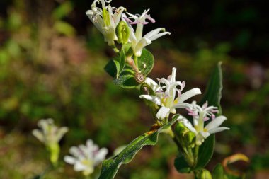 Bahçedeki güzel çiçekler