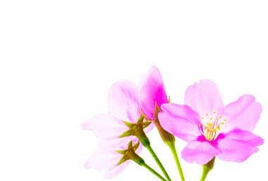 Beyaz arka planda izole edilmiş güzel pembe çiçekler.