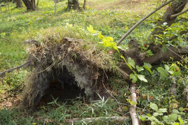 Yosun ve otla kaplı bir ormandaki Düşmüş Ağacın Kök Topları