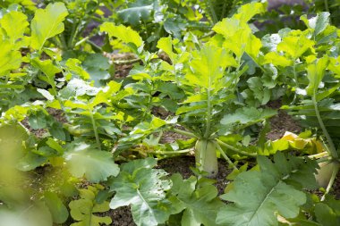 Daikon turpu toprağa yakın görüntüde