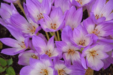 güzel çiçekler, görünümü kapatın