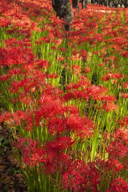güzel çiçekler, görünümü kapatın